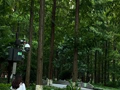 -黄海国家森林公园