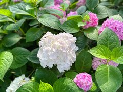 -合肥滨湖国家森林公园