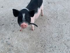 -前小桔亲子创意农场·草莓采摘·露营烧烤