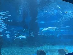 -北戴河圣蓝海洋公园