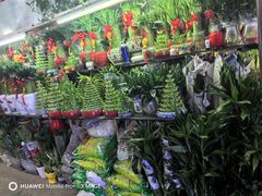 -花鸟鱼虫鲜花绿植市场(玉泉路店)