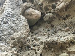 -梅黛奥拉修道院