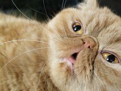 -猫和宫(六道口店)