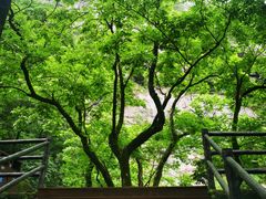-大鄣山卧龙谷景区