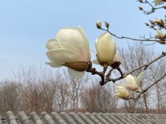 -西海子公园