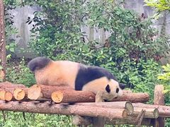 -泉州海丝野生动物世界