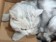-纳吉亚猫专科动物医院博雅分院
