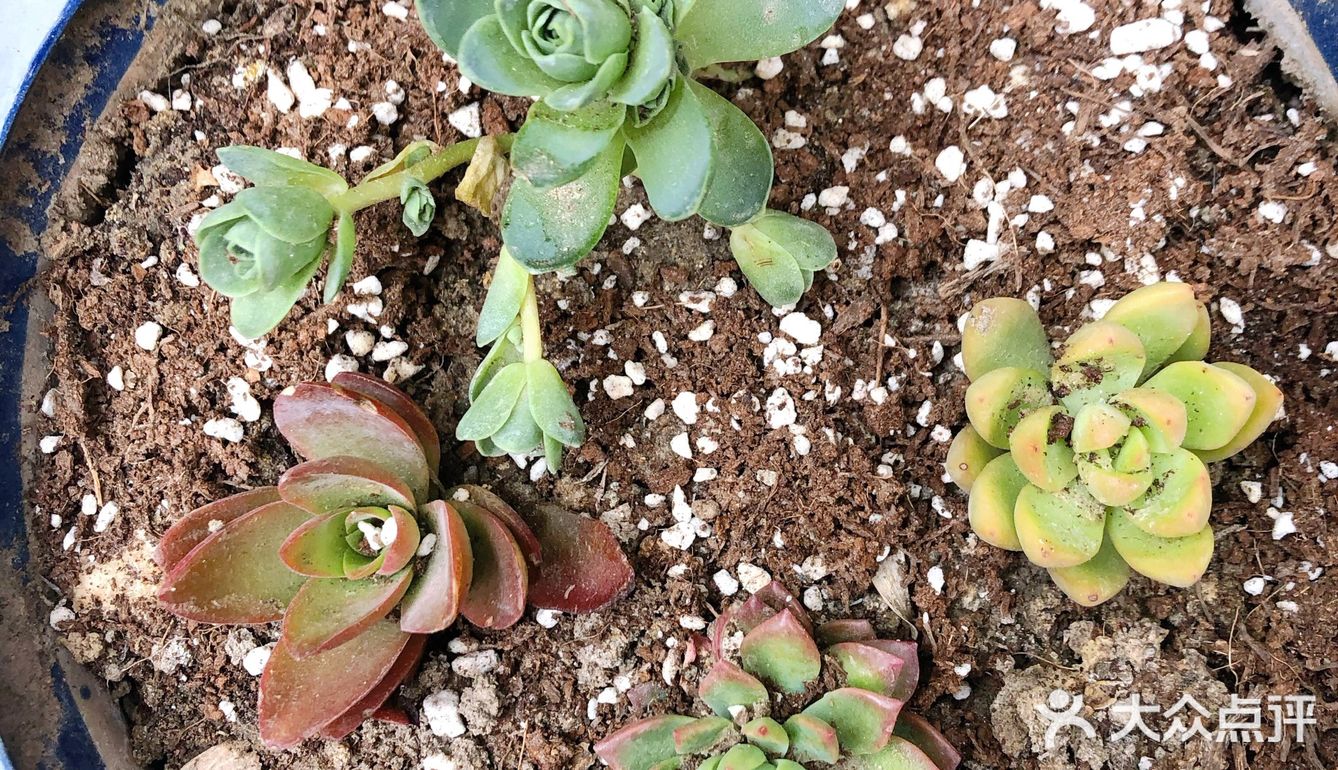 宅家的空闲时间多了,春天也到了,就忍不住买了好多小多肉