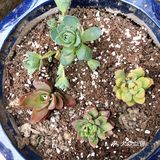 宅家的空闲时间多了,春天也到了,就忍不住买了好多小多肉