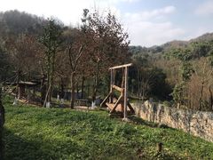 -都江堰中华大熊猫苑