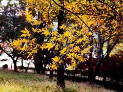 -东湖磨山景区