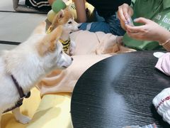 -逗柴咖啡屋·狗咖猫咖宠物桌游
