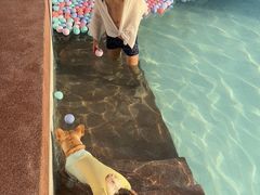 -帕帕拉兹宠物(亚洲旗舰店)