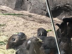 -奥兰多迪士尼动物王国乐园