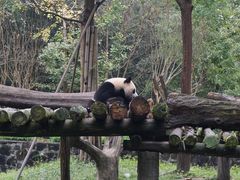 -都江堰中华大熊猫苑