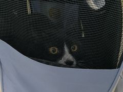 -纳吉亚猫专科动物医院·北北分院