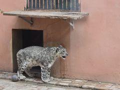 -青藏高原野生动物园