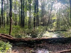 -五营红松林海景区