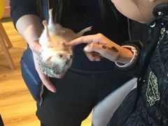 -藦茜花园宠物主题亲子互动体验馆(国顺东路店)