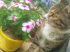 -海边的猫和咖啡馆