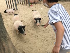 -田园东方蜜桃村的田野营地