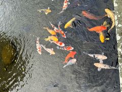 -水前寺成趣园
