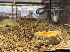 -帕帕拉兹宠物(亚洲旗舰店)