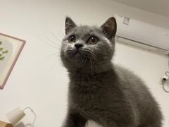 -喵zoo家庭繁育猫舍(尖东智能花园店)