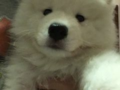-多乐狗狗宠物训练工作室