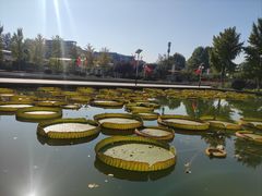 -石家庄市植物园