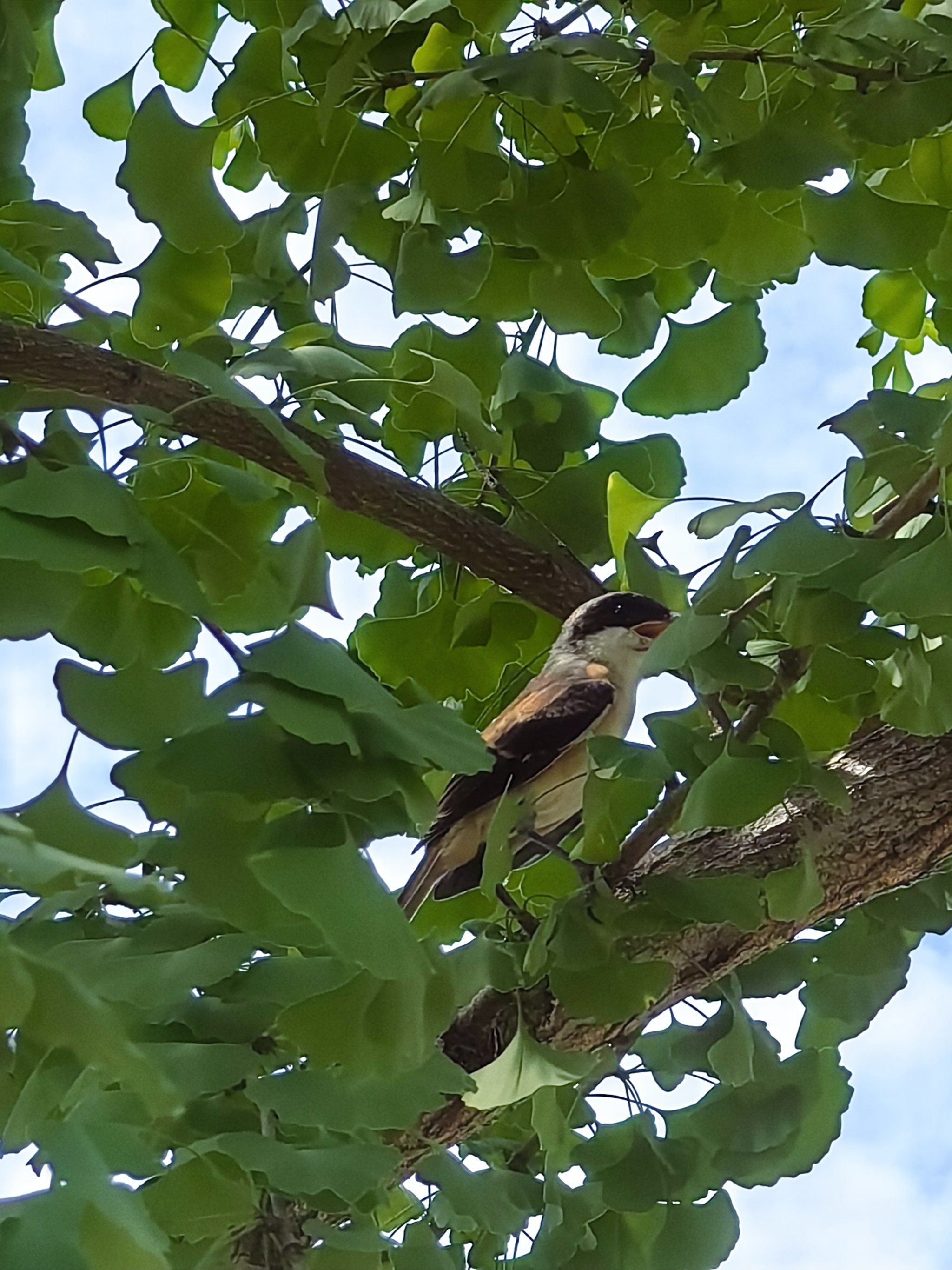 树梢上的小鸟们