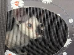 -瑞派伍一宠物医院·眼科·骨科·猫科转诊中心(马王堆院)