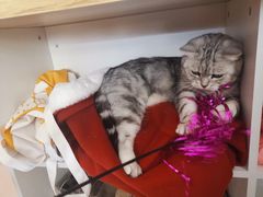 -平行世界·猫咖(首经贸店)