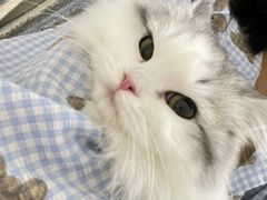 -猫大福·Fortune Cat猫舍(百子湾店)