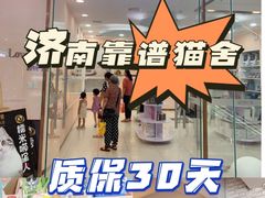 -糯米喵星人总部直营旗舰店·猫舍·幼猫出售