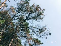 景点-羚羊峡古栈道森林公园