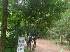 -西湖风景区十里琅珰-五云山