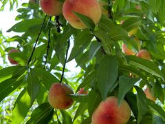 -南汇水蜜桃采摘(大团店)