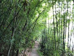 -广州市流溪河国家森林公园