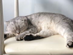 -喵的天空名猫咖啡馆·撸猫·猫舍·用品