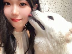 -毛绒耶耶撸宠馆·猫咖·狗咖·荷兰猪咖