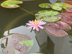 -龙华素斋(龙华路店)