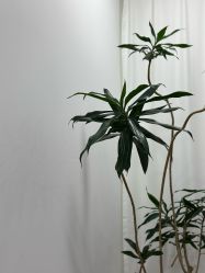 -张小野·专业半永久纹眉