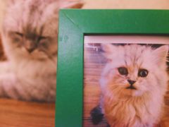 -猫友咖啡店(玉林西路店)