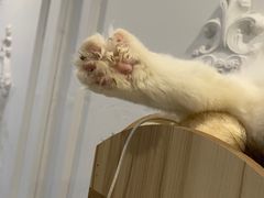 -共舞时光猫咖·狗咖(新街口店)