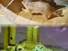 -正佳雨林生态植物园