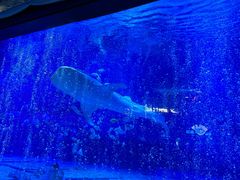 -烟台海昌鲸鲨海洋公园