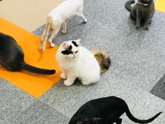 -米宠家·撸猫猫咖小萌宠·猫咪洗澡·猫咪寄养(高新大都荟店)