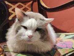 -猫色咖啡·猫咖