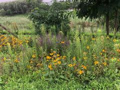 -羊亭河湿地公园